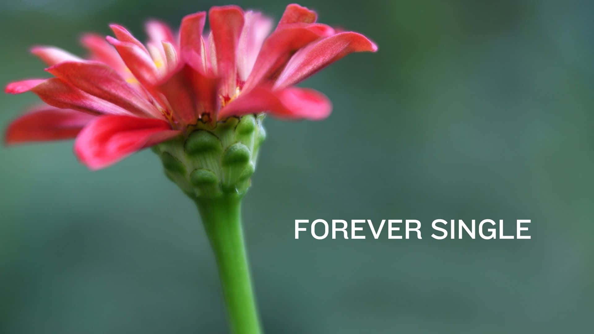 A Flower With The Words Forever Single