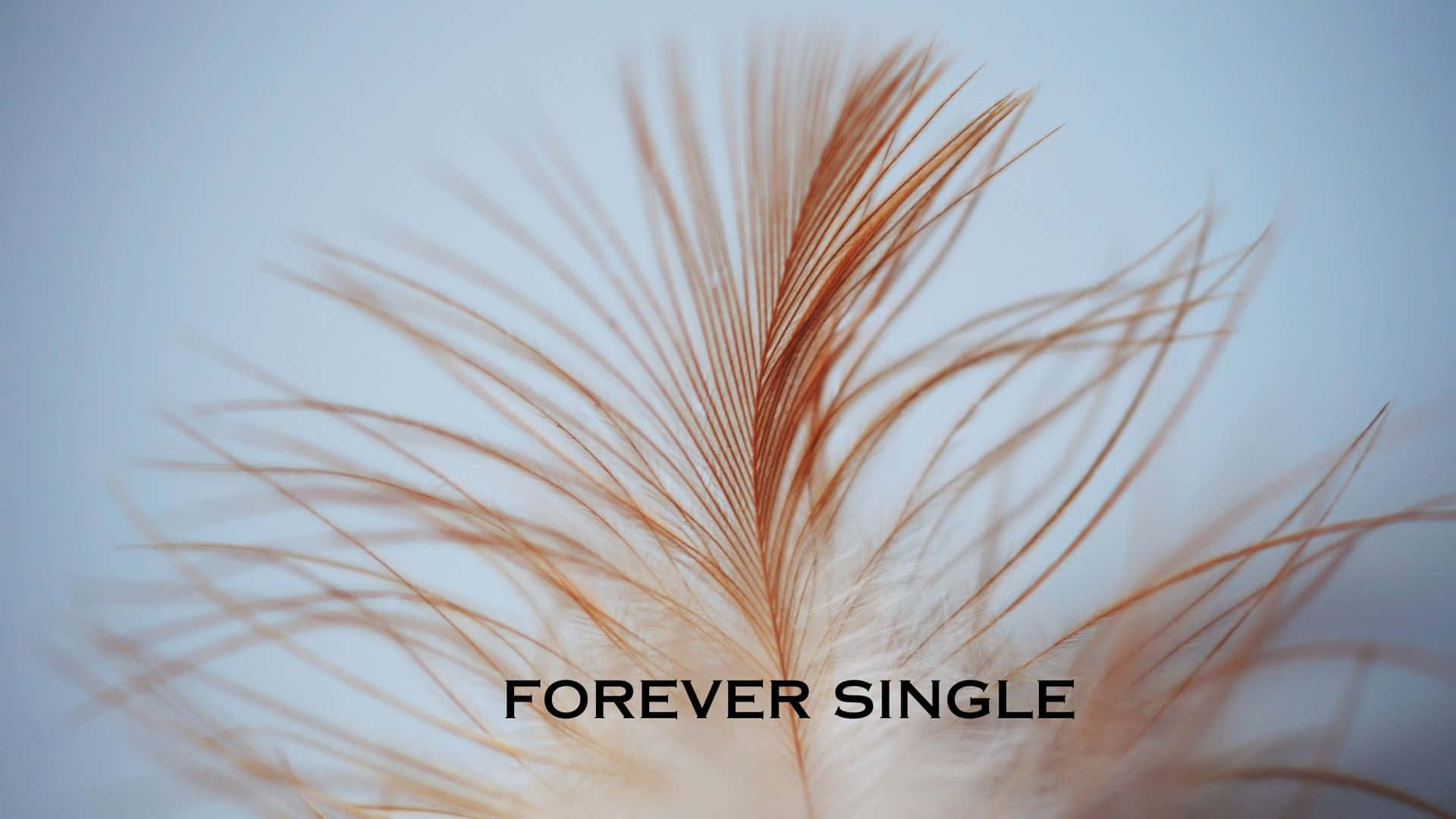 A Close Up Of A Feather With The Words Forever Single