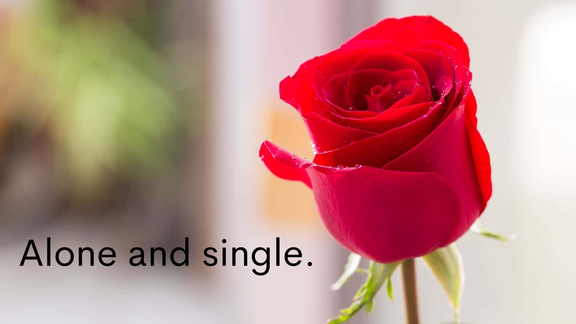 Einerote Rose Mit Den Worten Allein Und Single