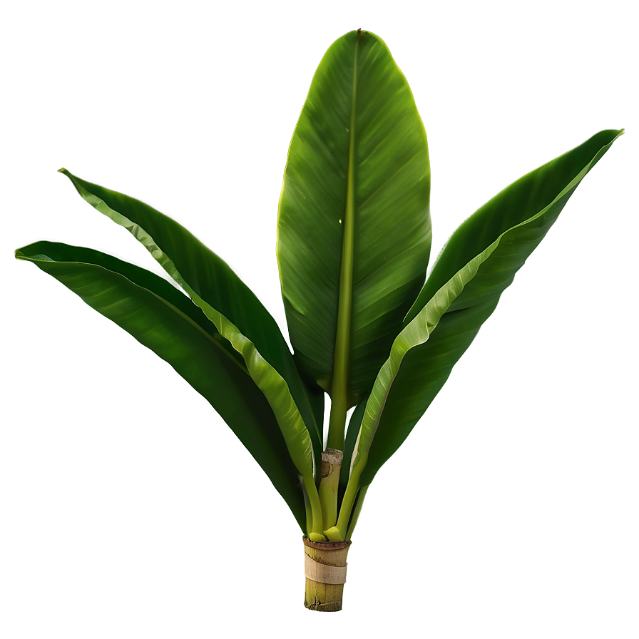 Download Single Banana Leaf Png 06232024 1667