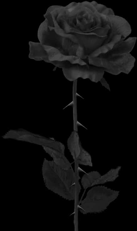 Single Black Roseon Dark Background.jpg PNG