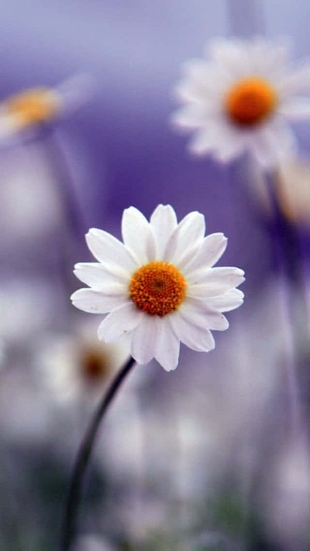 Single Blooming Spring Daisy iPhone Wallpaper