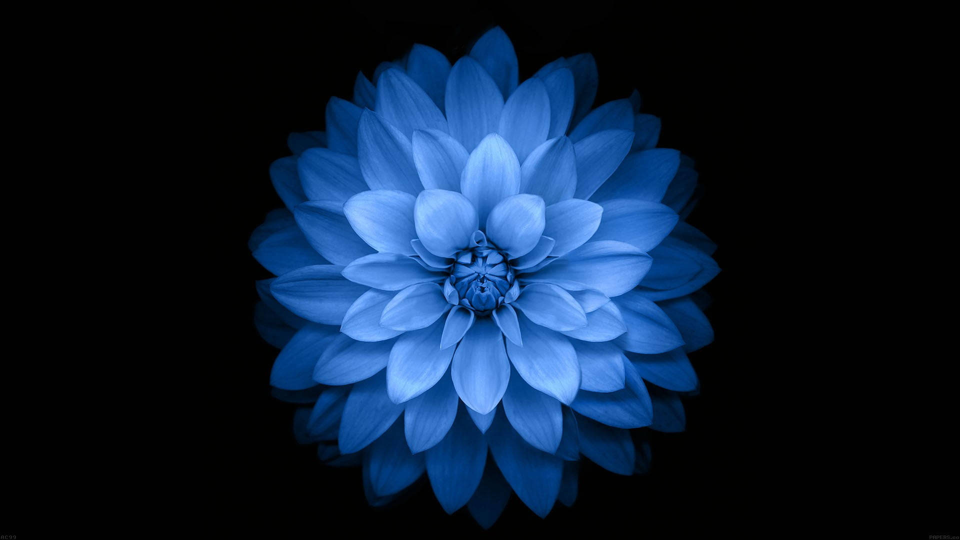 Enkelblå Dahlia Mörk Hd-blommor. Wallpaper