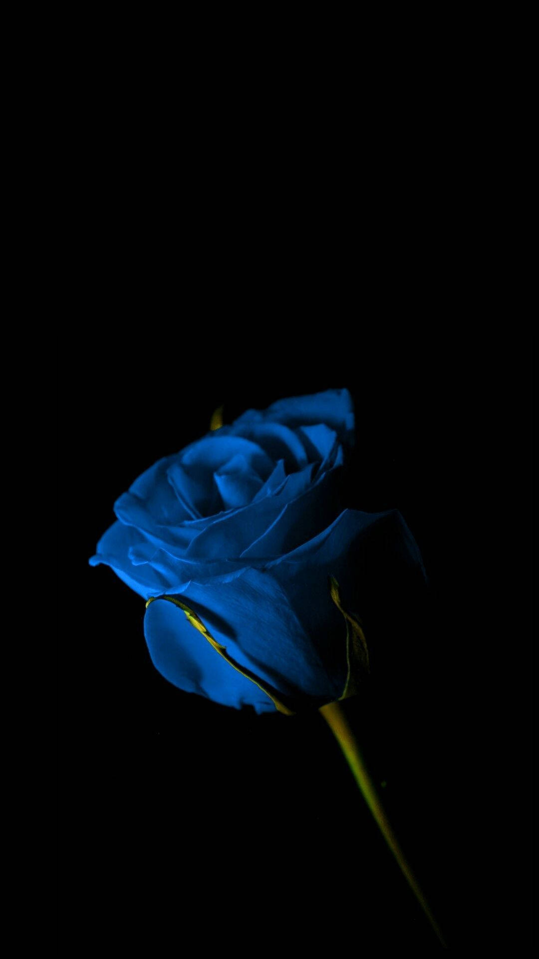 Einzigeblaue Rose Dunkel Hd Blumen Wallpaper