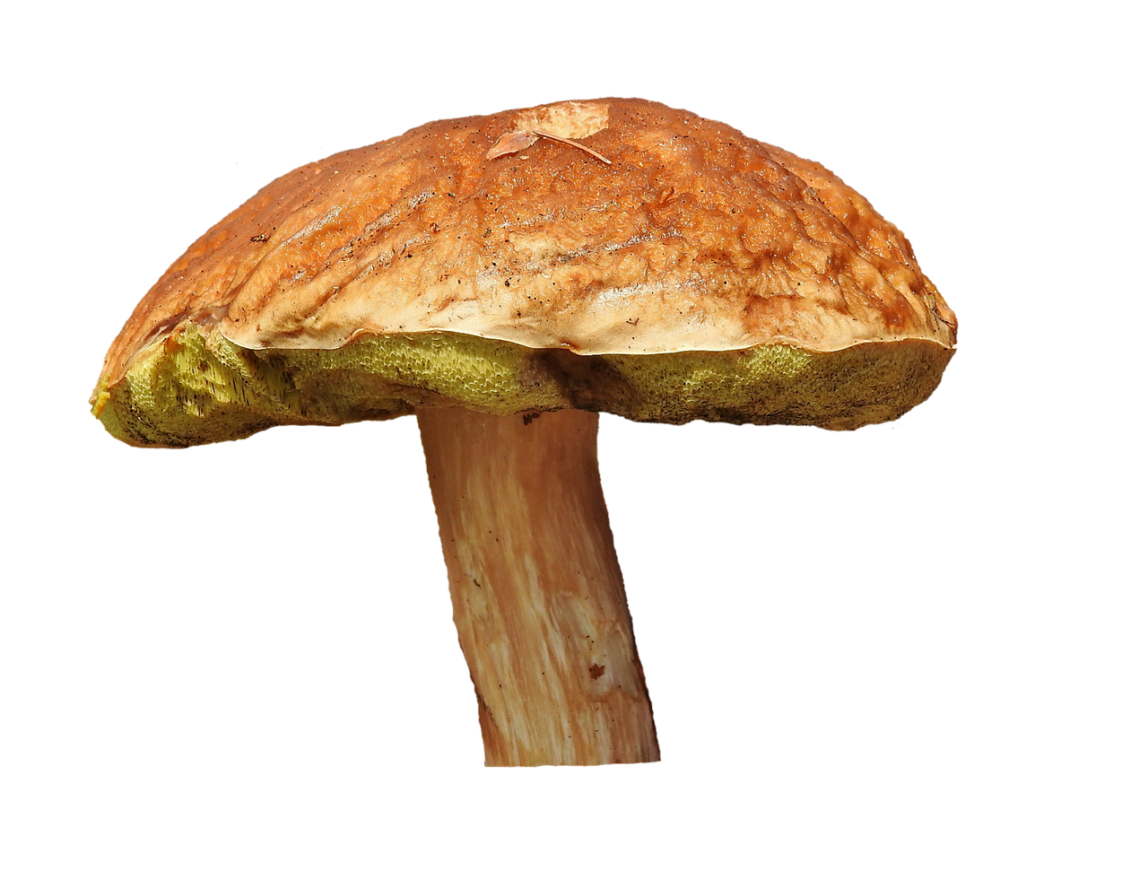 Single Brown Cap Mushroom Black Background PNG