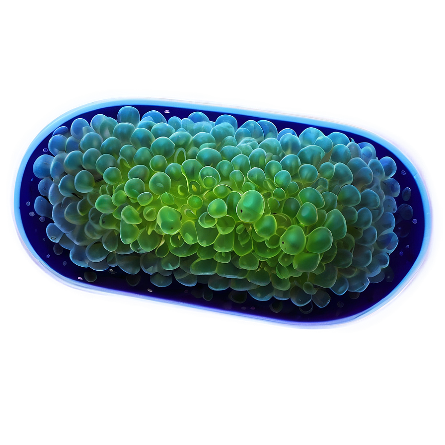 Download Single-celled Bacteria Png Pco5 | Wallpapers.com