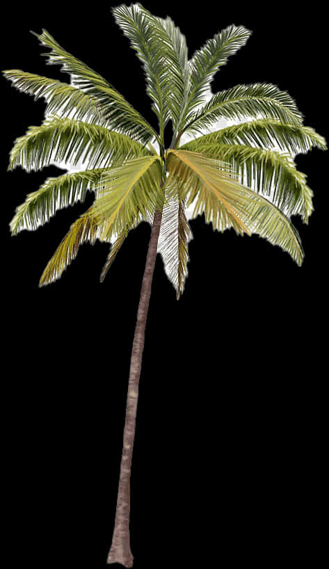 Single Coconut Tree Isolated Background PNG
