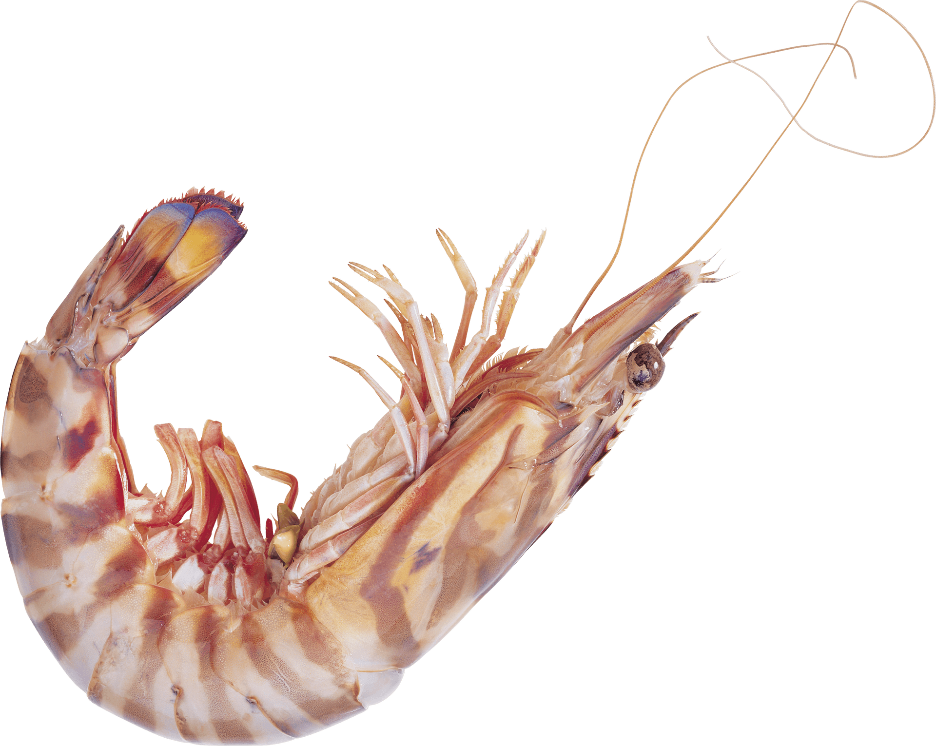 Single Cooked Shrimp Transparent Background PNG