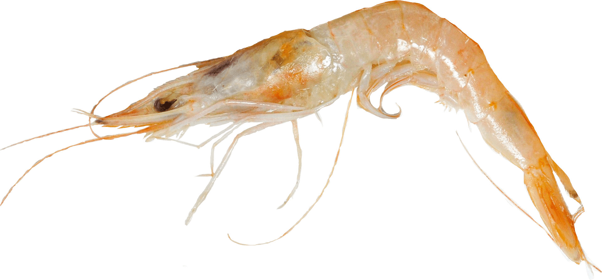 Single Cooked Shrimp Transparent Background PNG