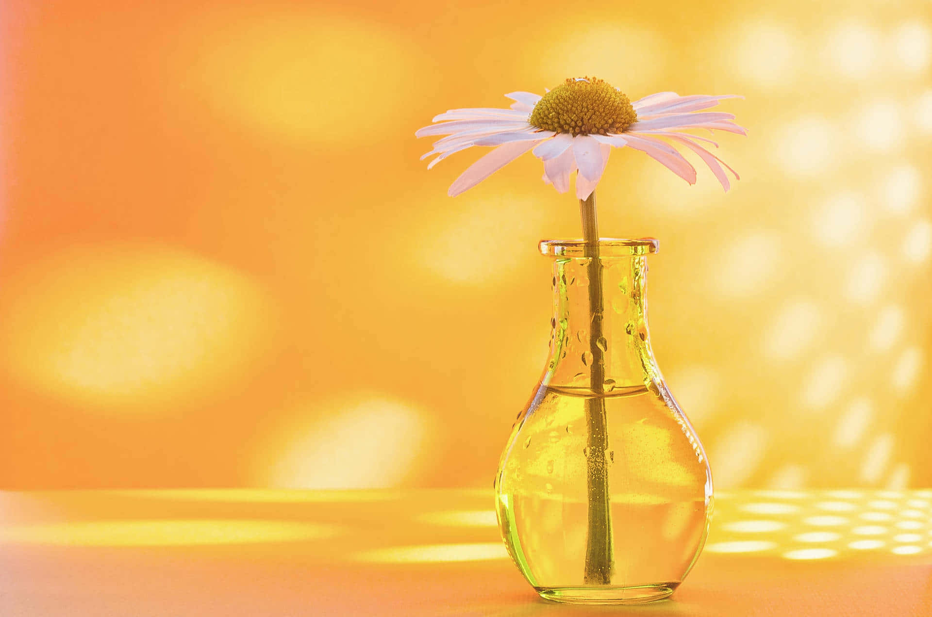 Single Daisyin Glass Vase Sunlit Background Wallpaper