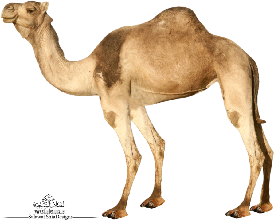 Single Dromedary Camel Standing PNG