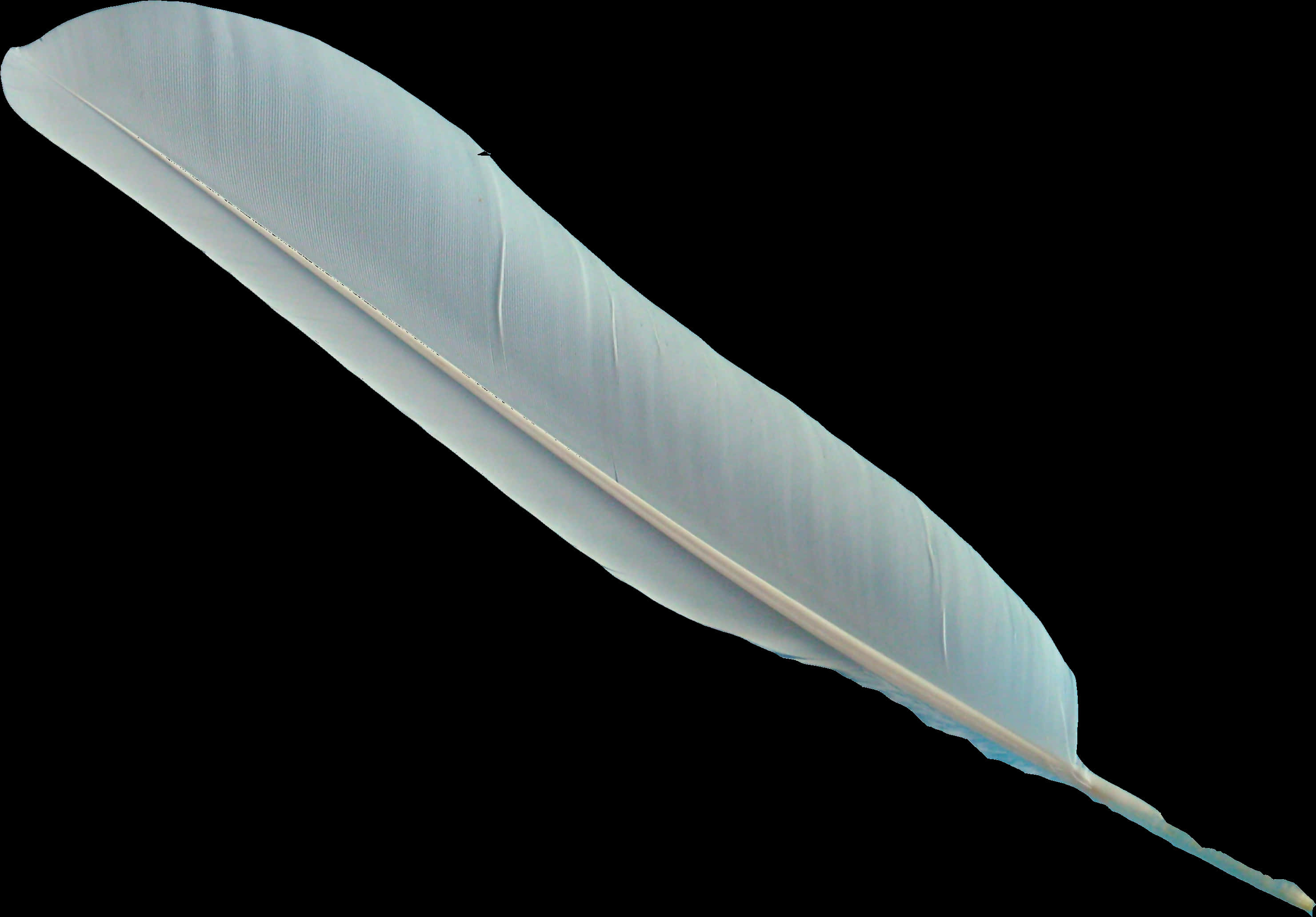 Single Feather Isolatedon Black Background PNG