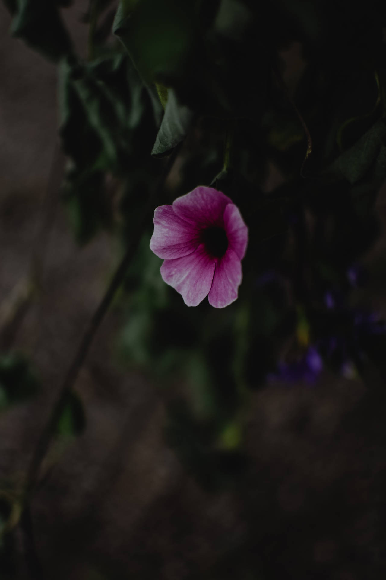 Single Flower Dark Purple iPhone Wallpaper