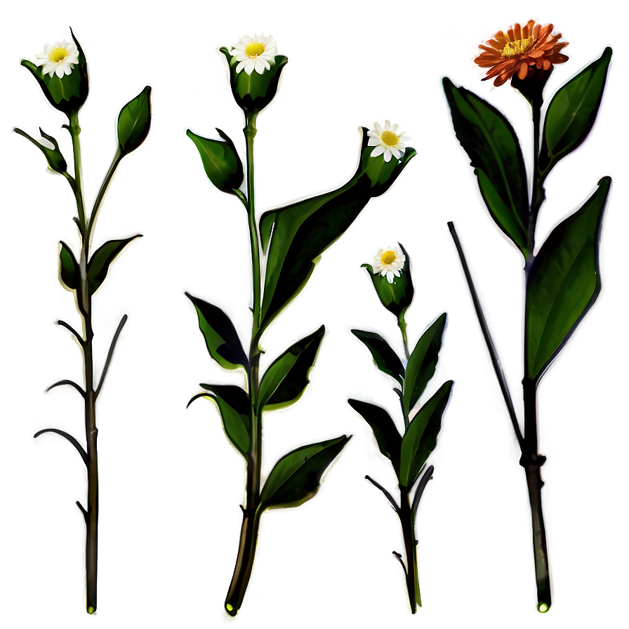 Single Flower Stem Png Qei PNG