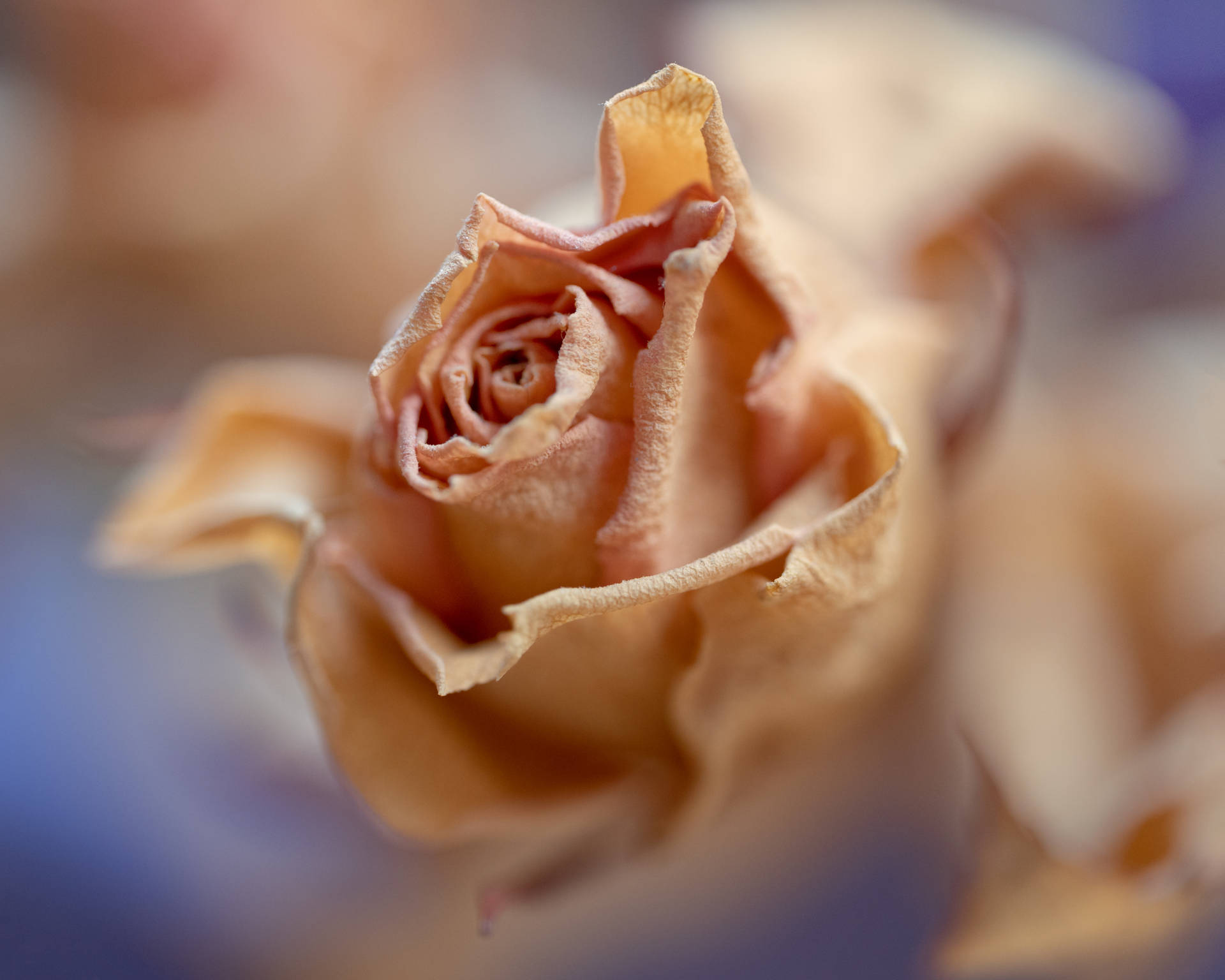 Single Golden Aesthetic Rose