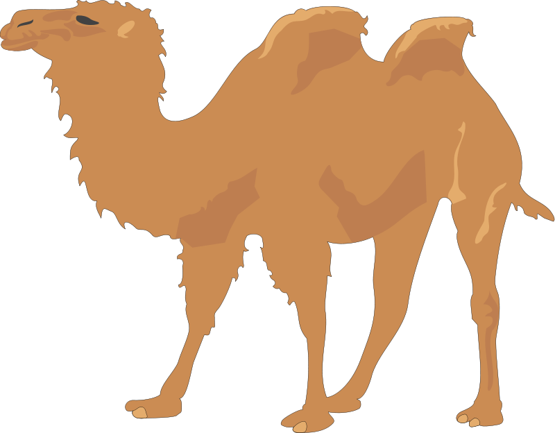 Single Humped Camel Illustration.png PNG