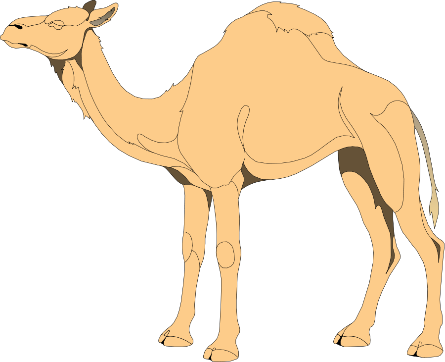 Single Humped Camel Illustration.png PNG