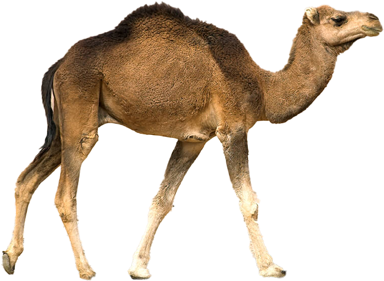 Single Humped Camel Profile.png PNG