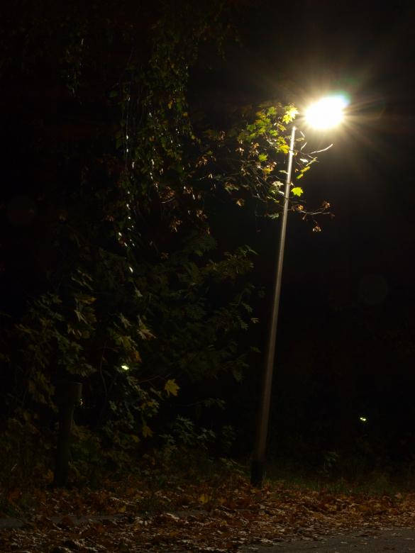 Single Lamp Beside Dark Forest Iphone Wallpaper