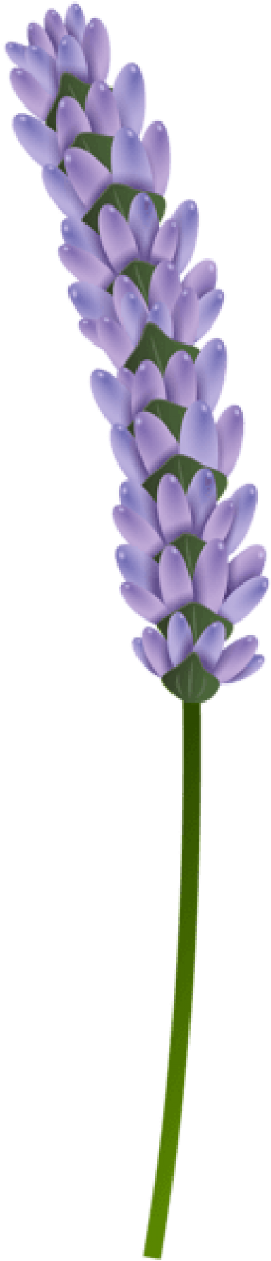 Single Lavender Stem Isolated PNG