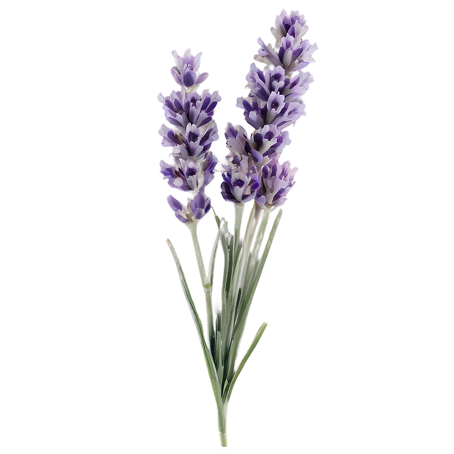 Single Lavender Stem Png 41 PNG