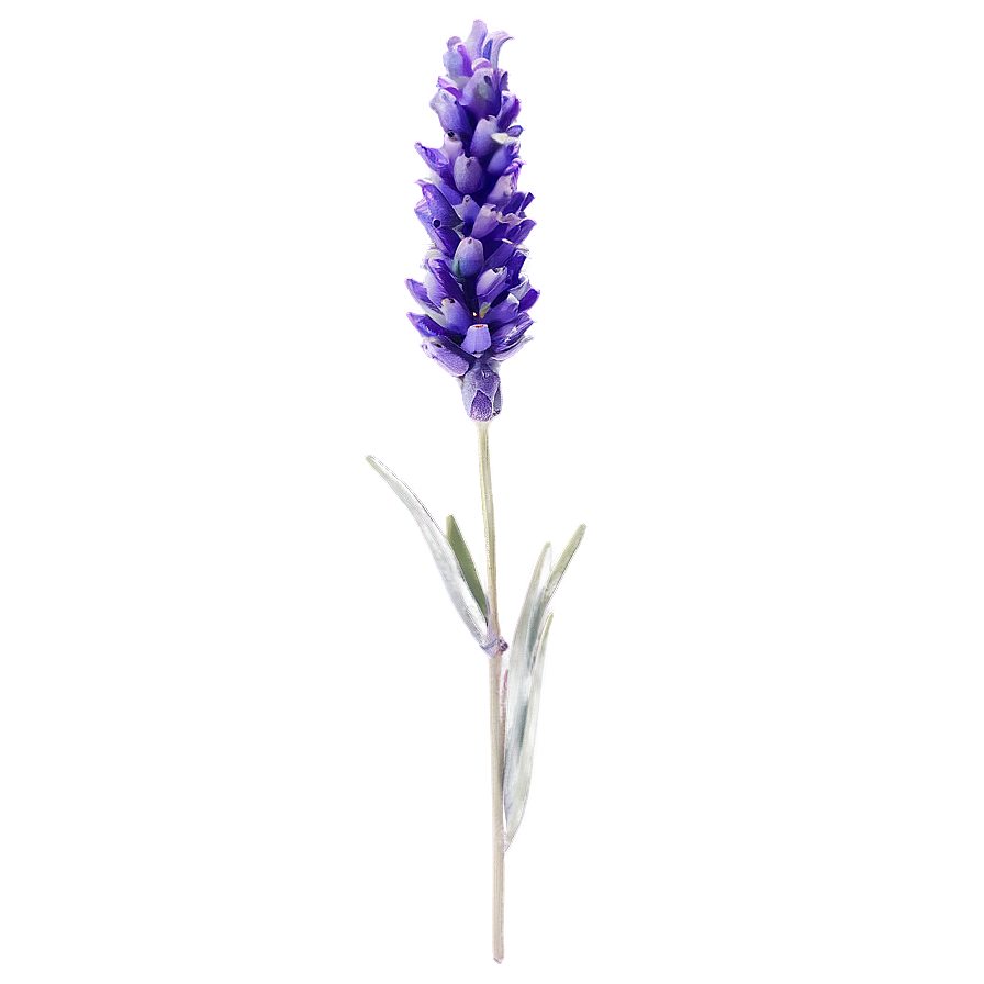 Single Lavender Stem Png 78 PNG