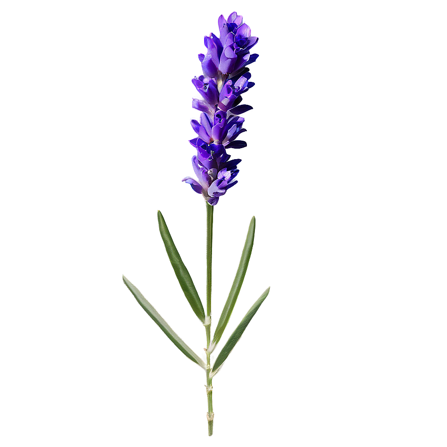Single Lavender Stem Png Qfj PNG