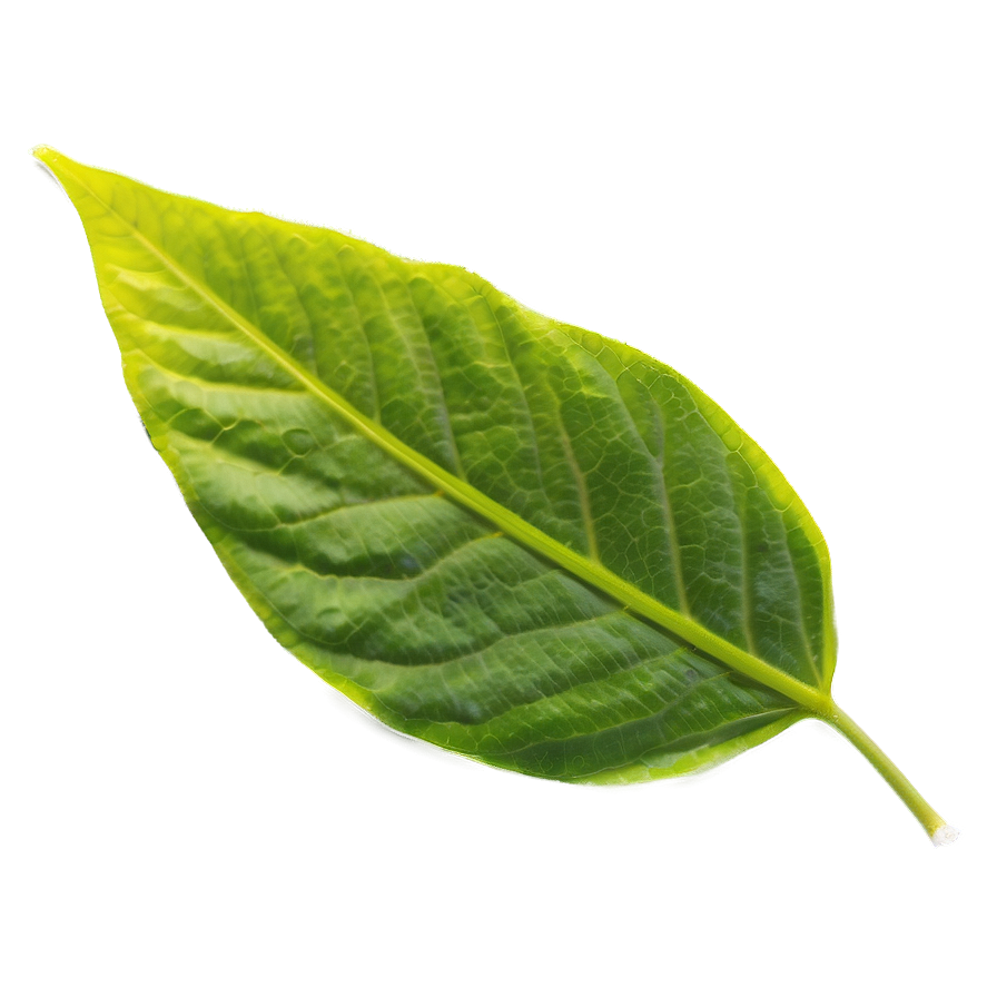 Single Leaf Png 05032024 PNG