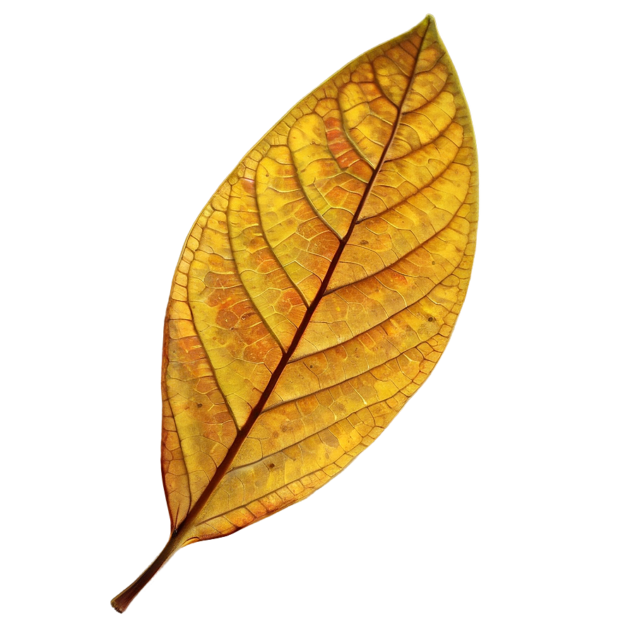 Single Leaf Png Gxg4 PNG