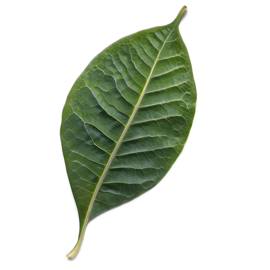 Single Leaf Png Vhv54 PNG