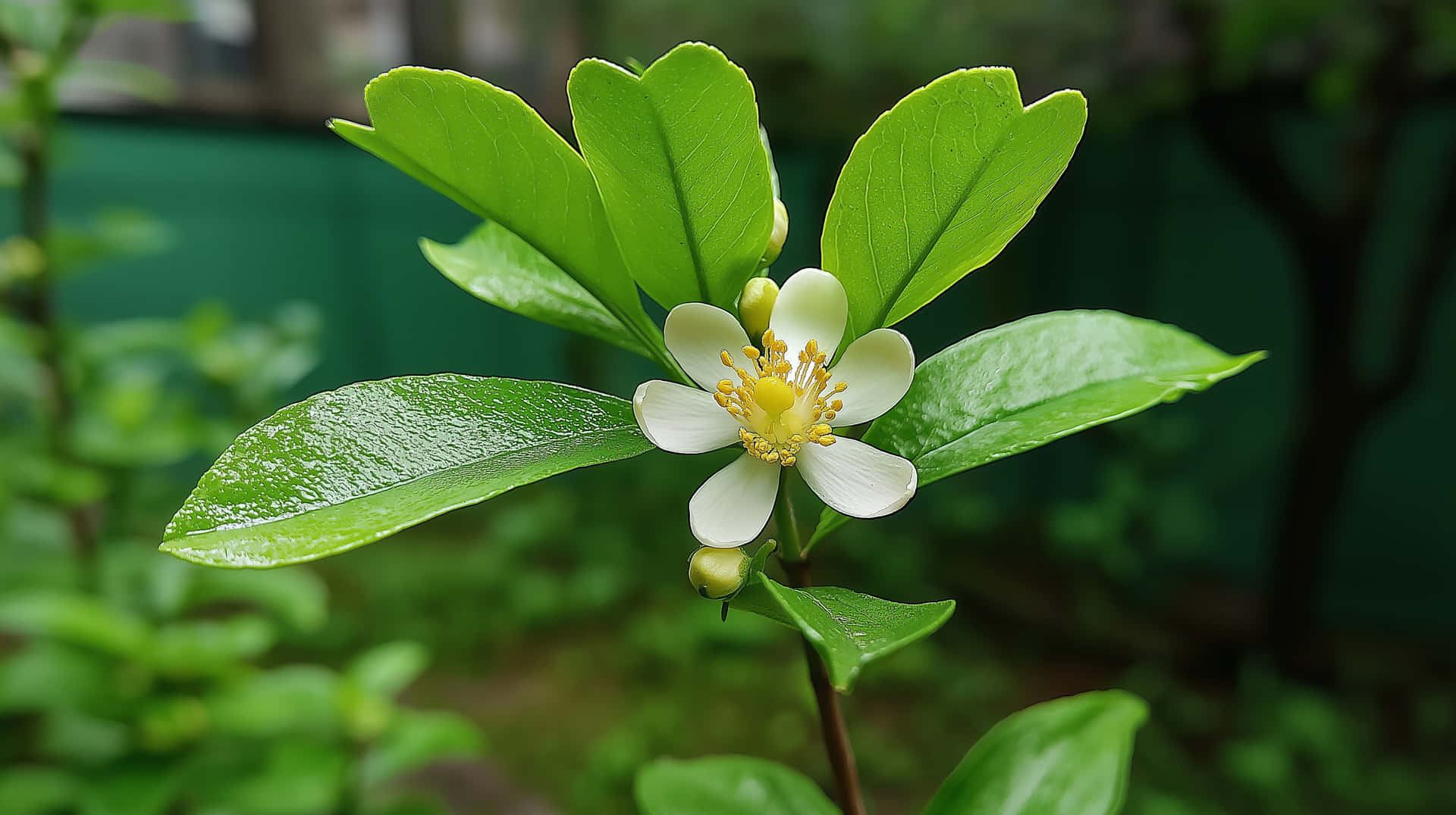 Single Lemon Blossom With Lush Green Leaves Wallpaper