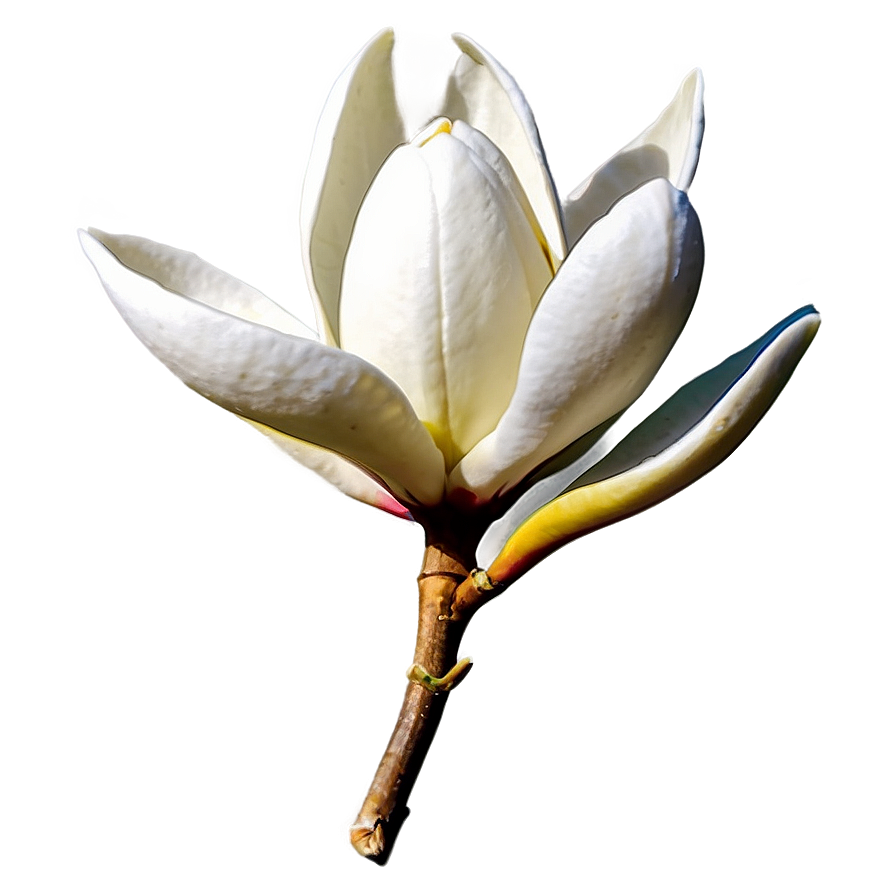 Single Magnolia Flower Png Jme14 PNG