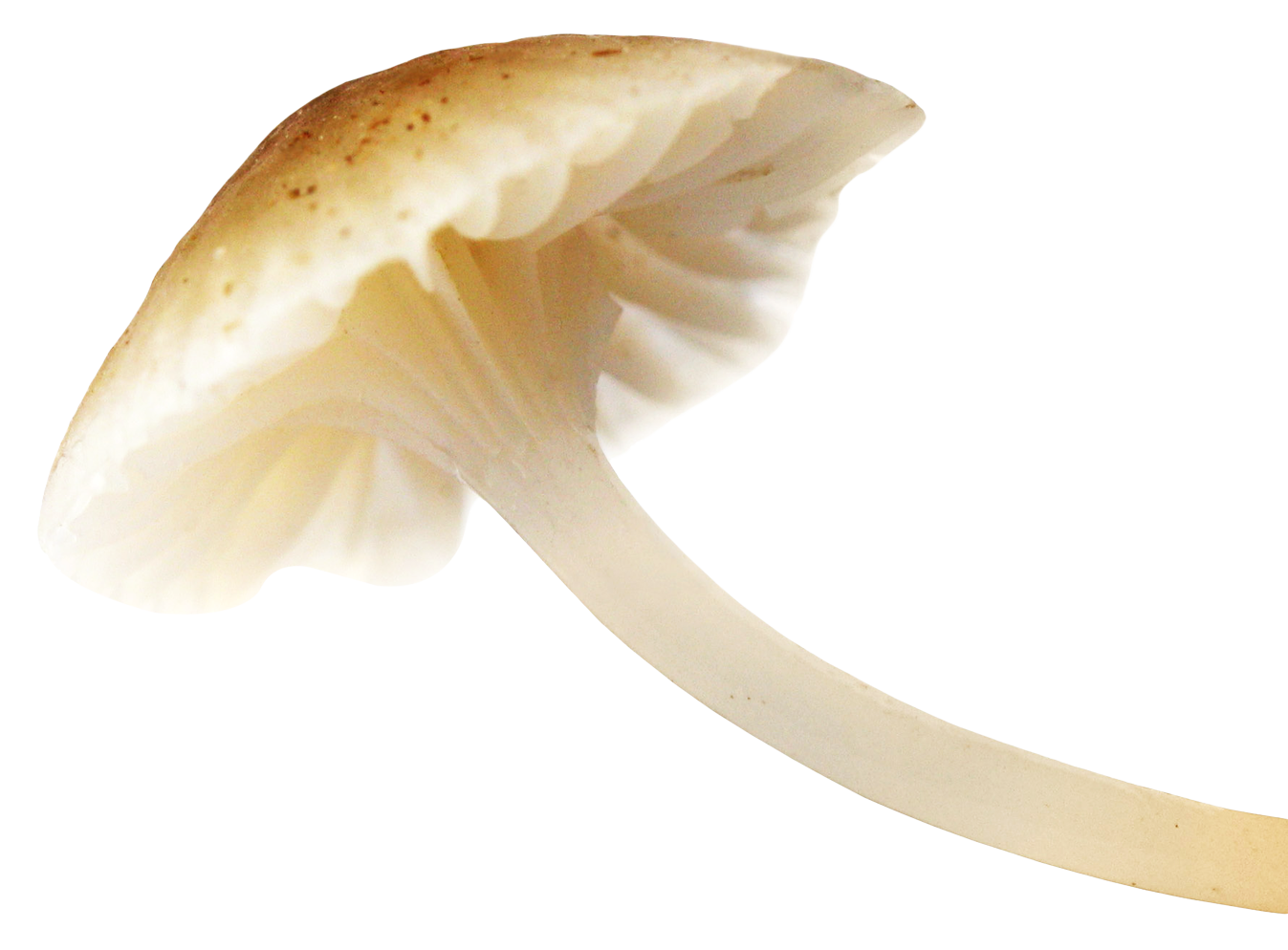 Single Mushroom Isolated PNG