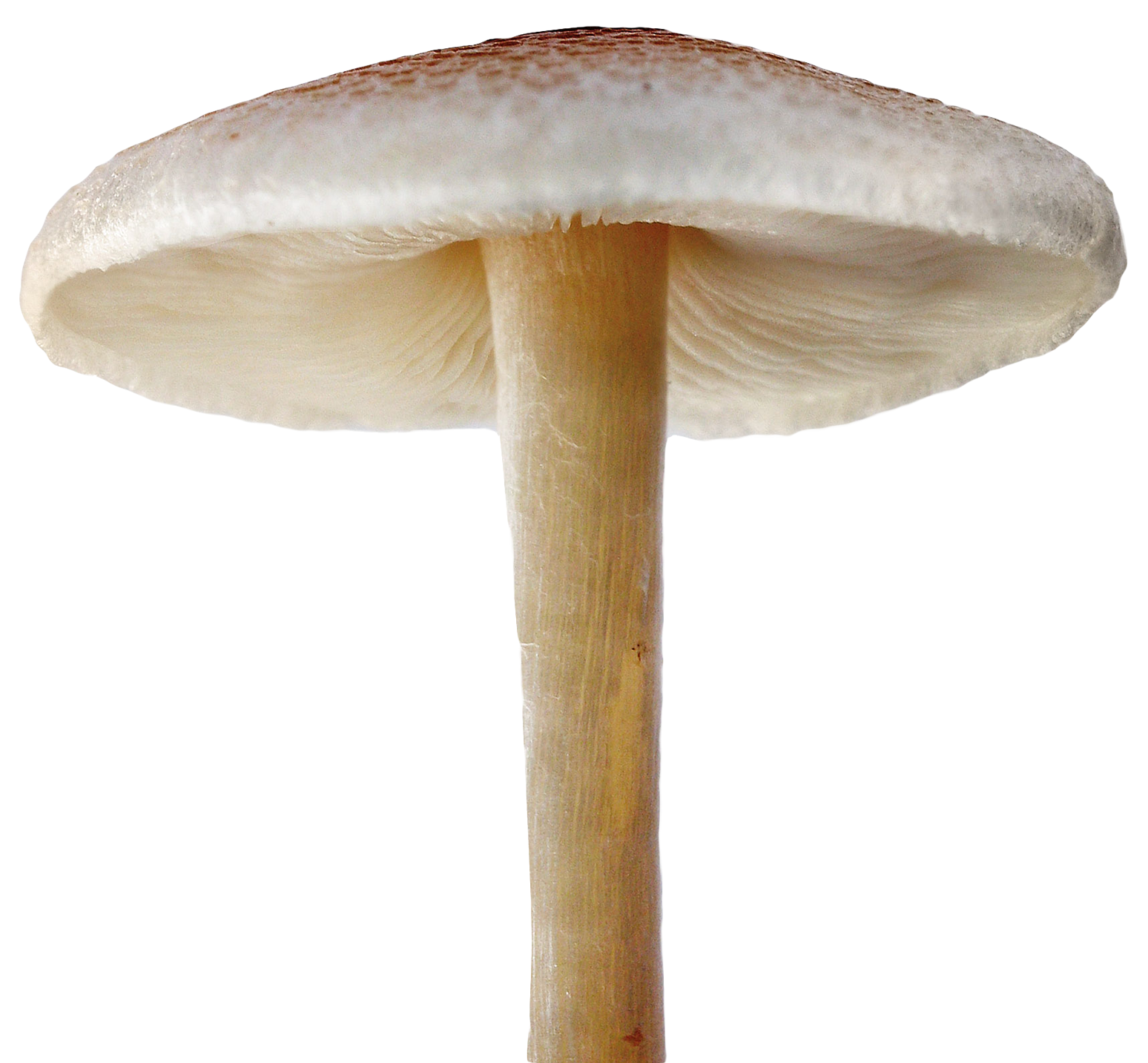 Single Mushroom Isolated Background PNG