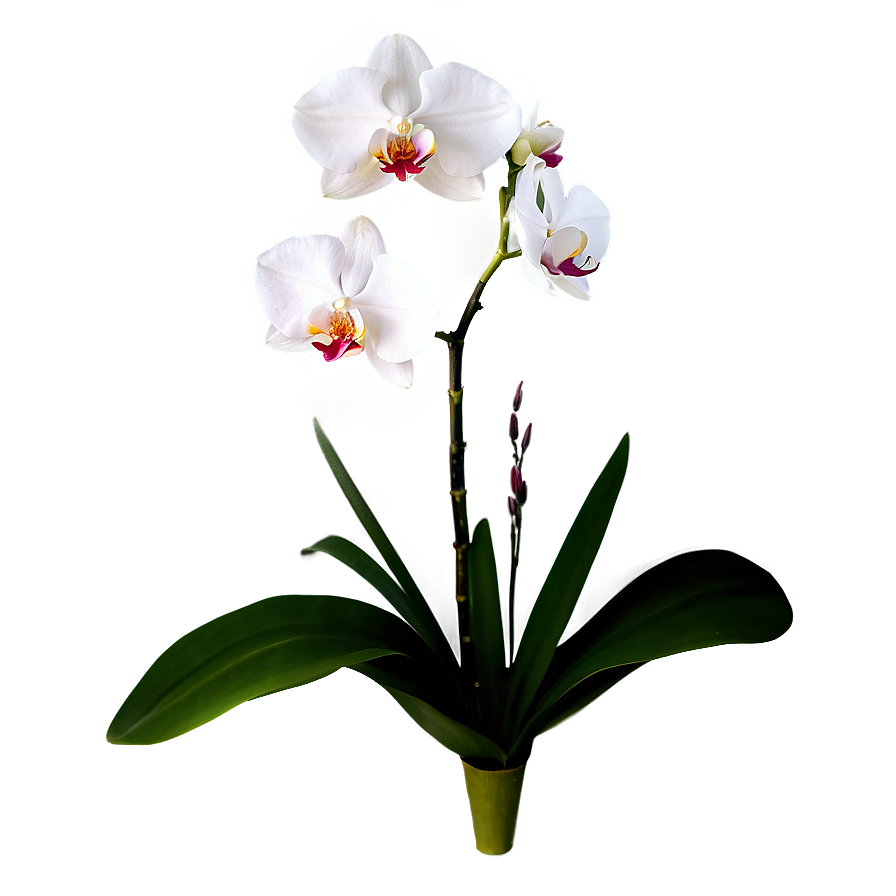 Single Orchid Png Awg64 PNG