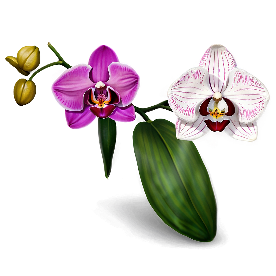 Single Orchid Png Bxr PNG