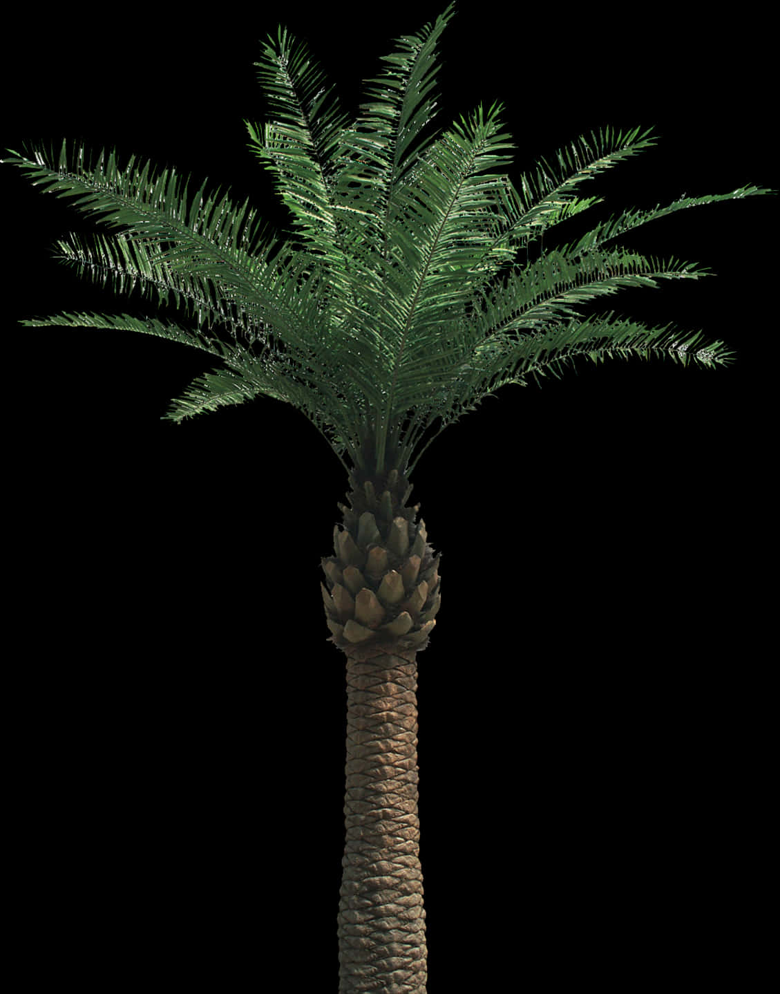 Single Palm Tree Against Night Sky PNG