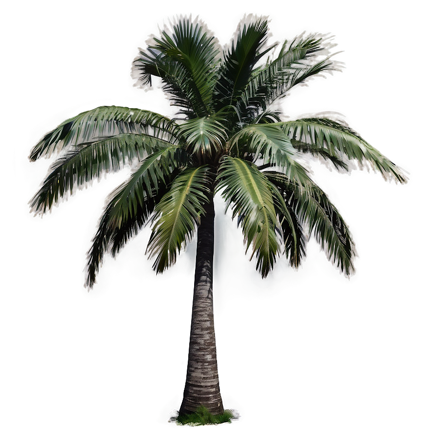 Single Palm Tree Png 37 PNG