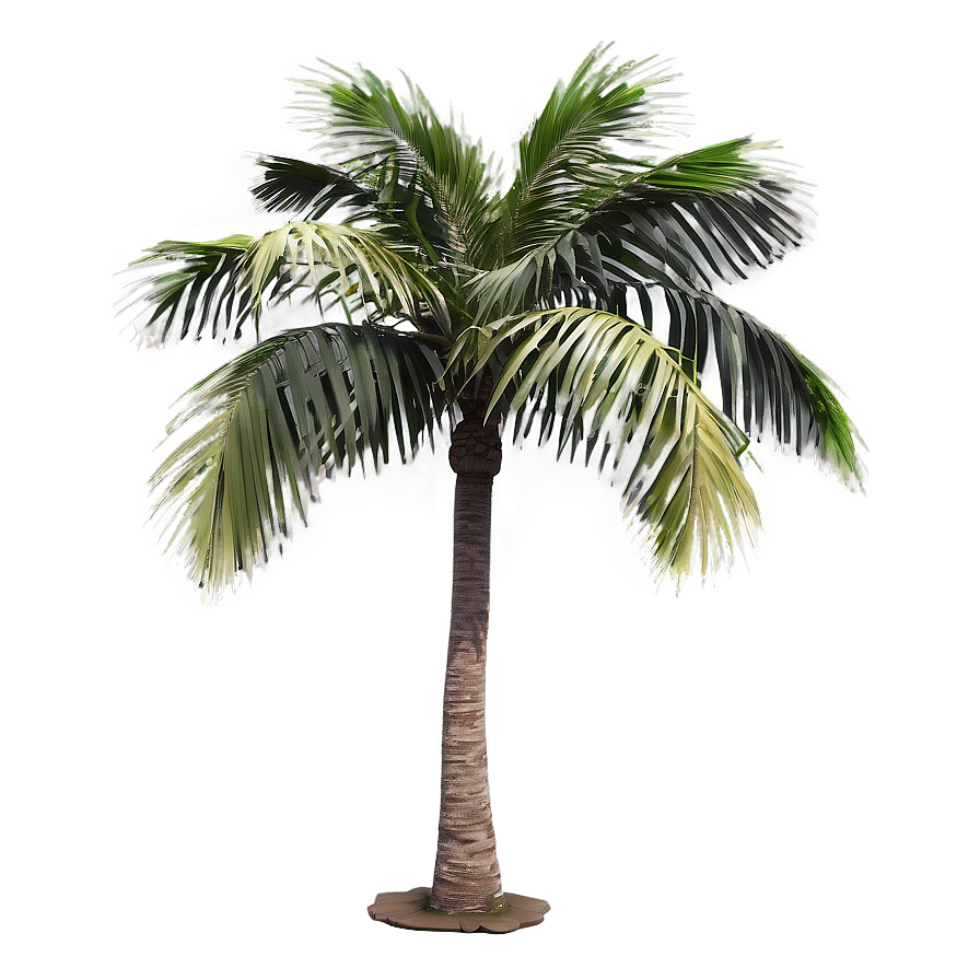Single Palm Tree Png Wee59 PNG