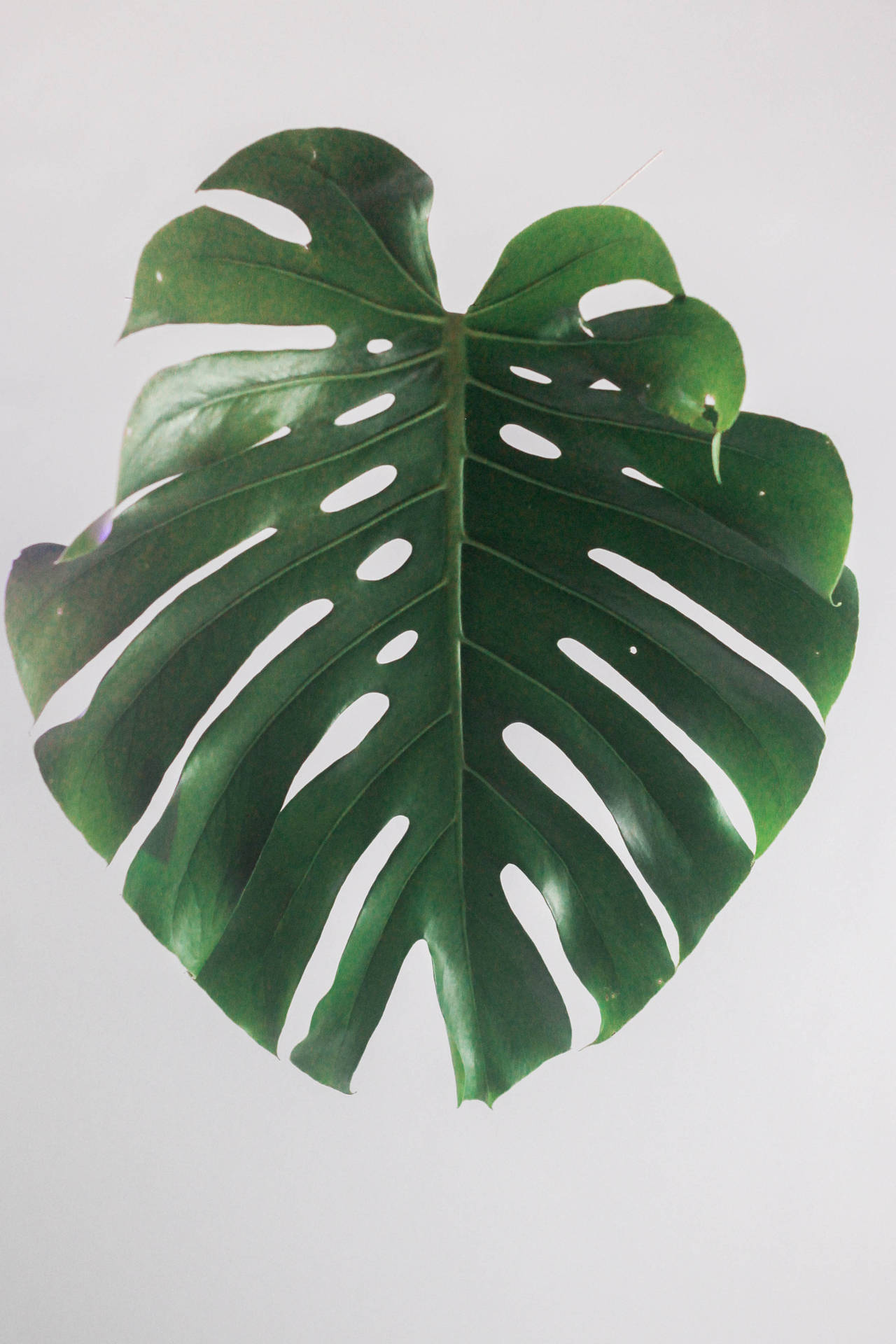 Embrace Nature with a Single Philodendron Leaf Wallpaper