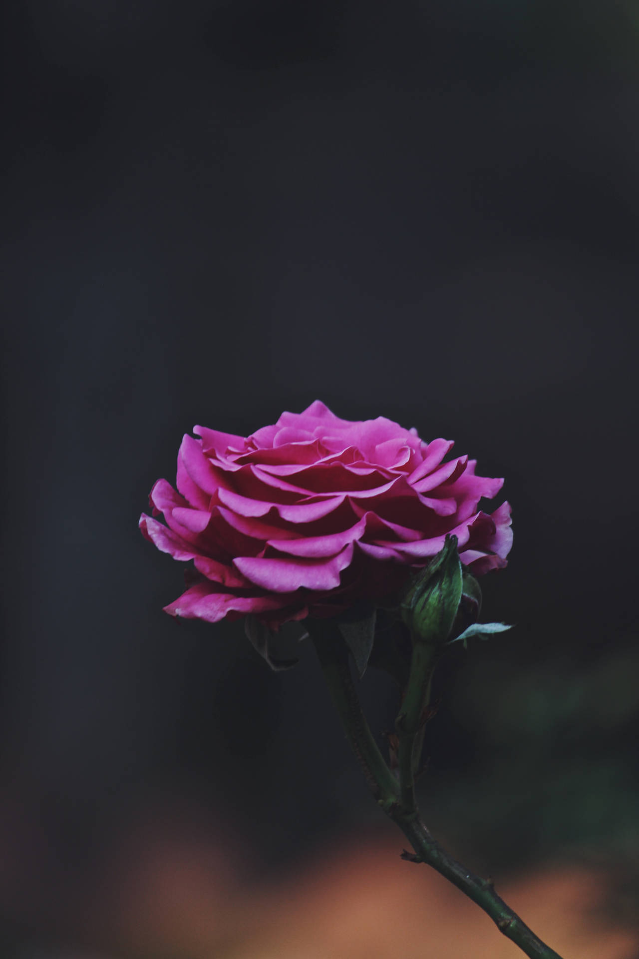 Single Pink Rose Flower Android Wallpaper