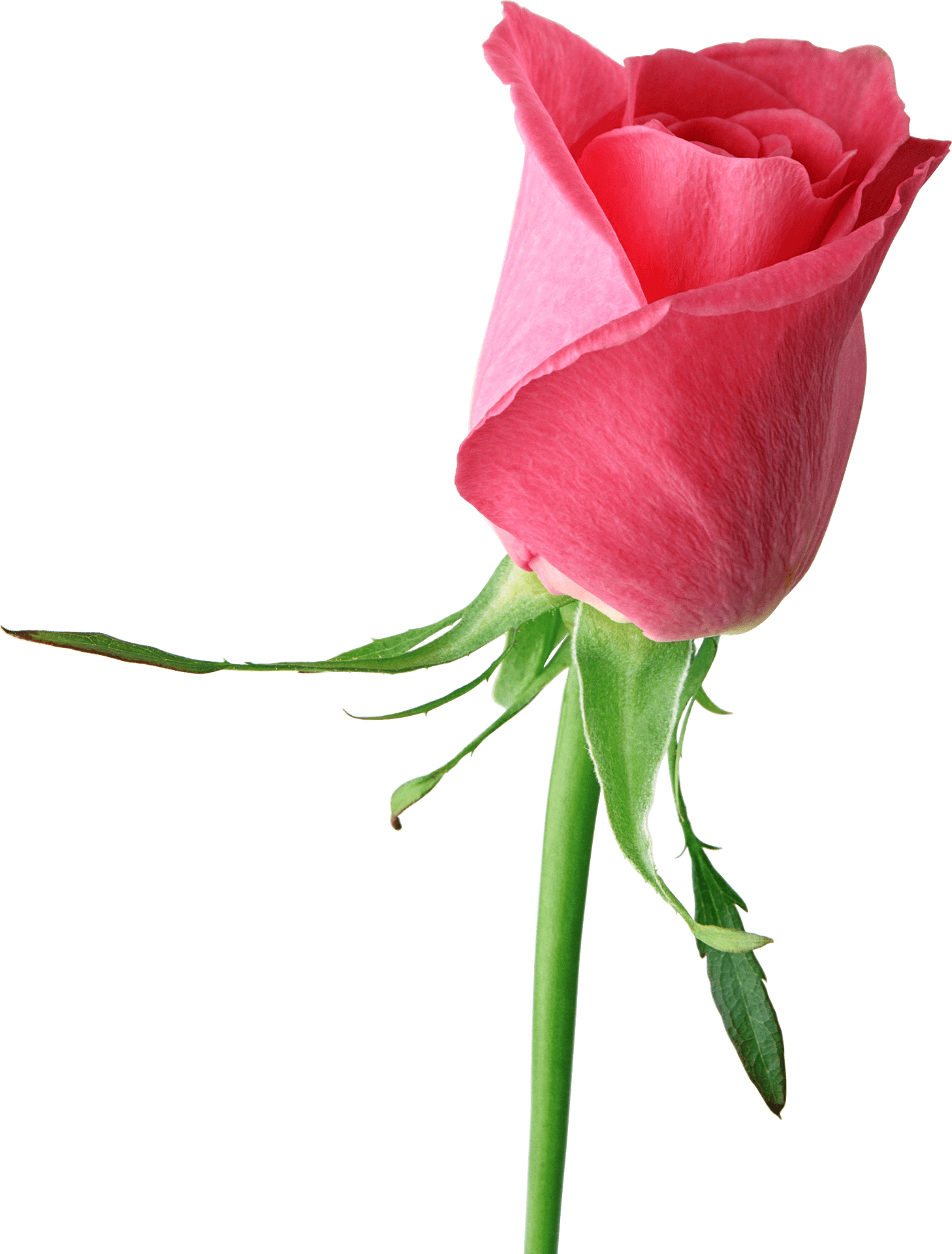 Single Pink Rose Isolated Background PNG