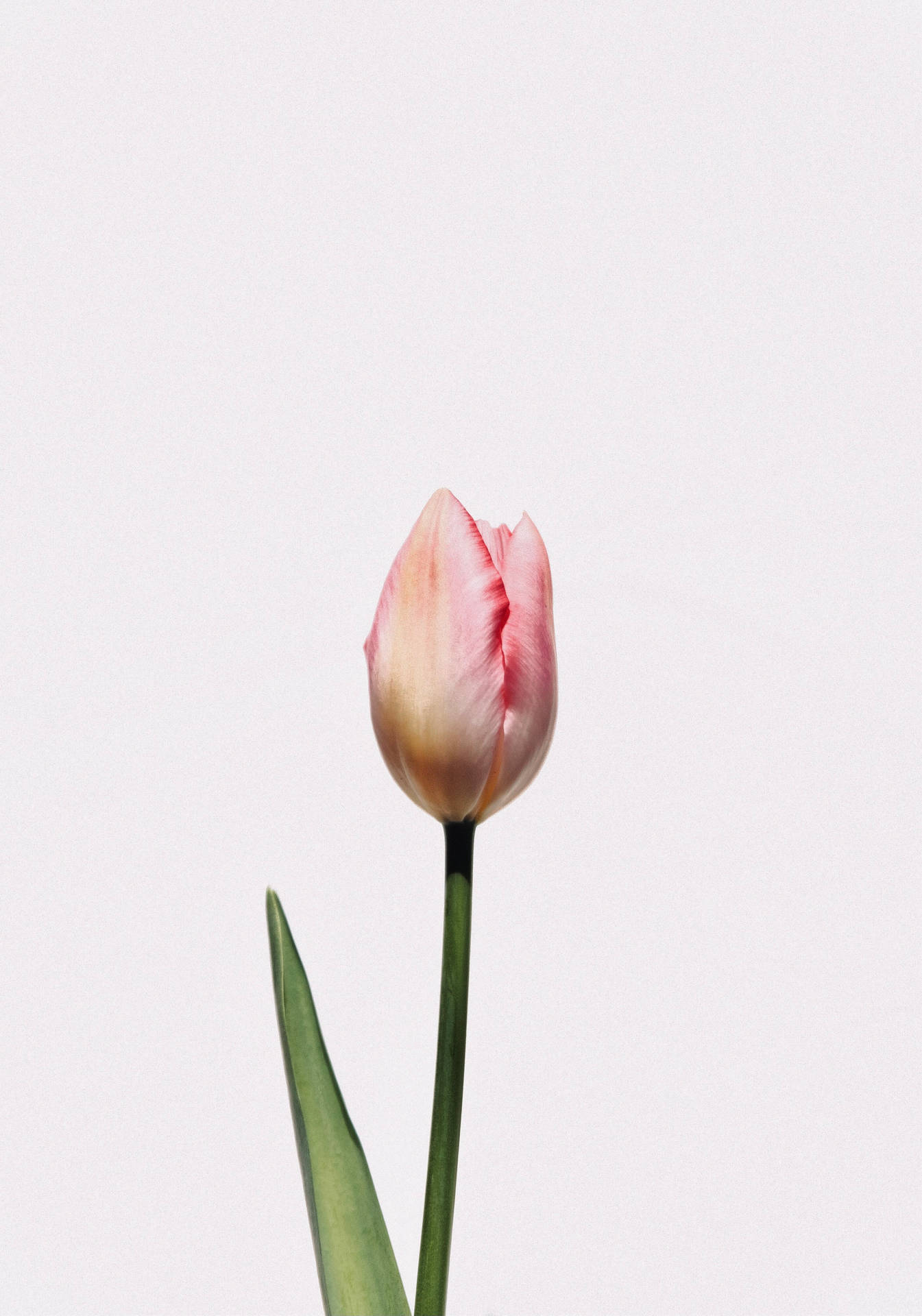 Single Pink Tulip Wallpaper