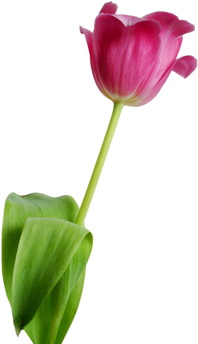 Single Pink Tulip Isolated PNG