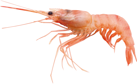 Single Prawn Isolated Background PNG