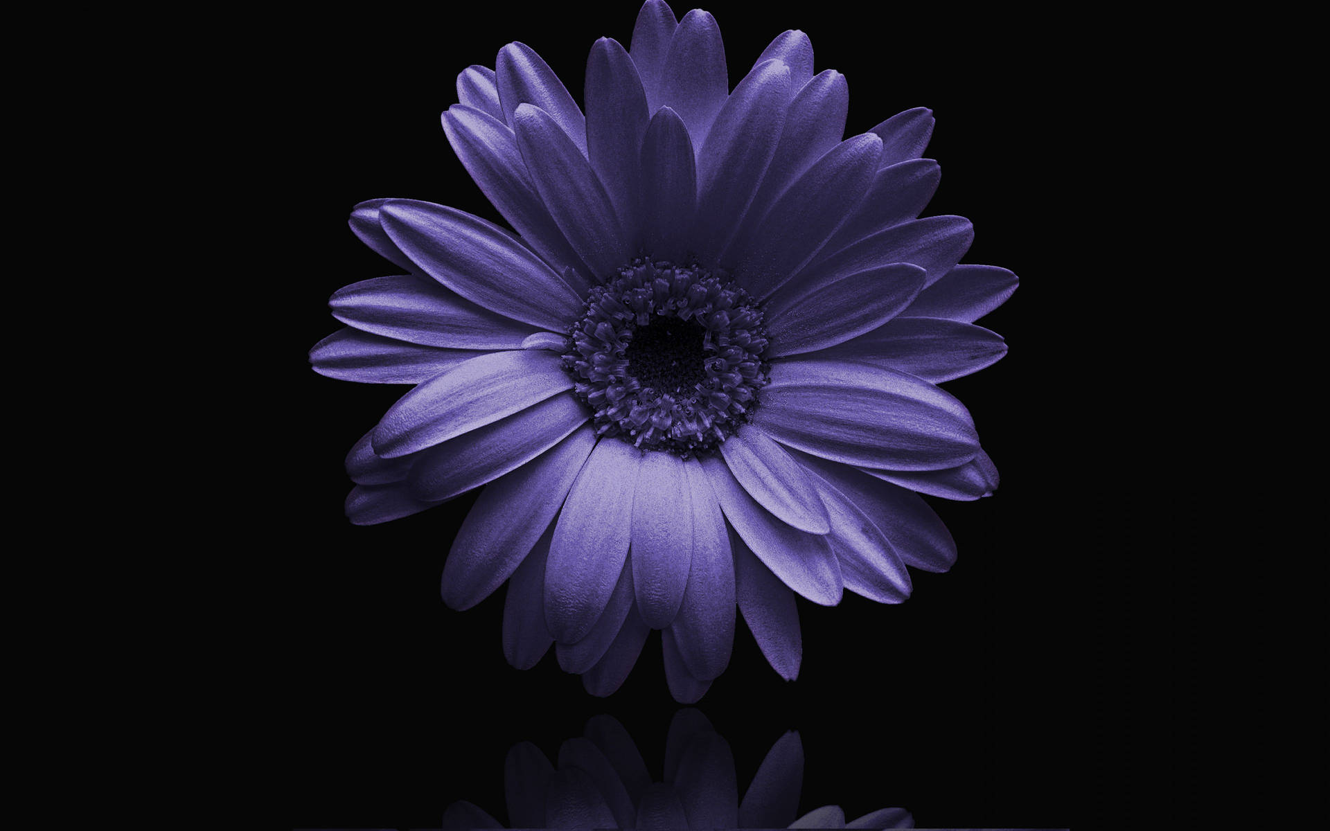 Single Pure Purple Flower Wallpaper