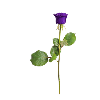 Single Purple Rose Black Background PNG