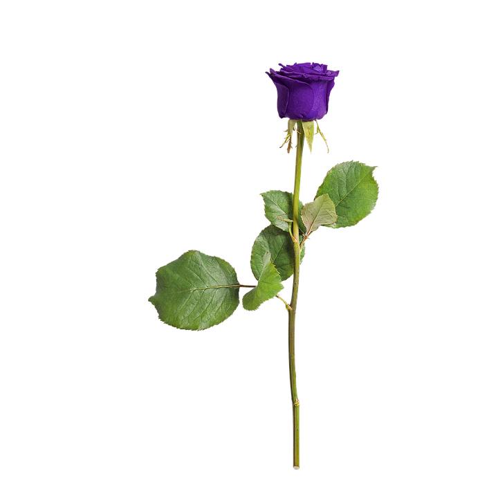 Single Purple Rose Isolated Background PNG