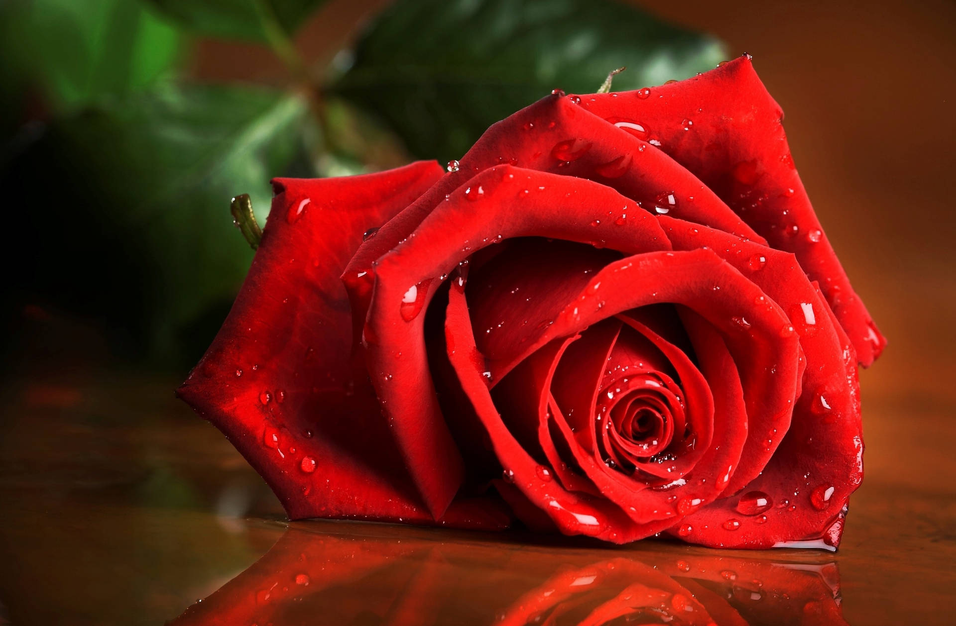 The Beauty of Red - A Dewy Rose Wallpaper