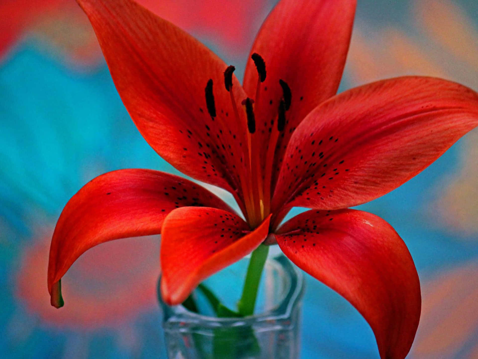 Single Red Lily Flower Wallpaper